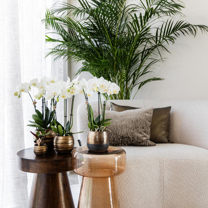 Witte orchideeën - Ghent - 4x - Ø12cm - Bloeiende kamerplant