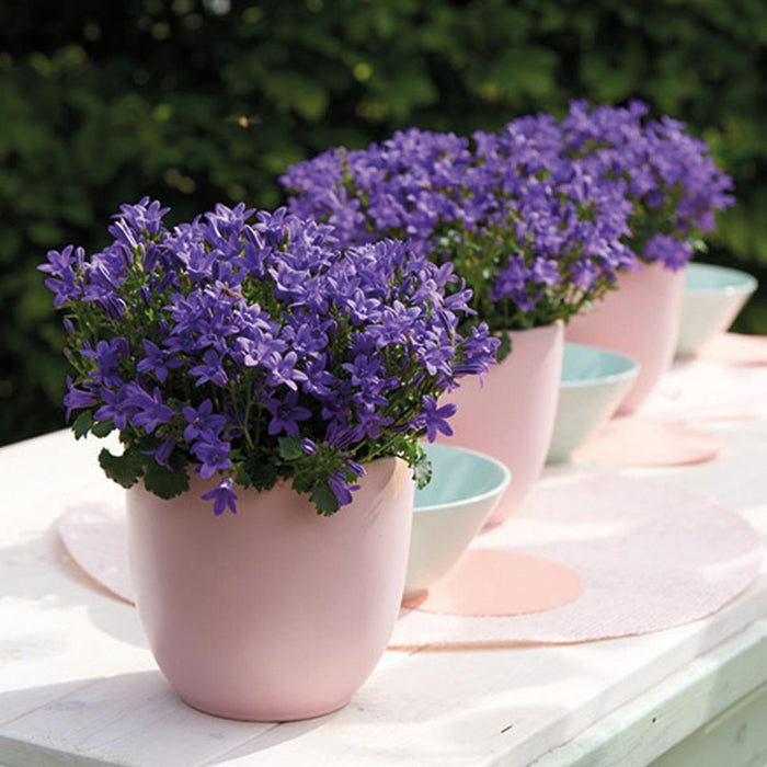 Campanula Addenda - Klokjesbloem paars Ø12cm - 2m2 bodembedekker - 12 stuks - Ambella purple - tuinplanten - winterhard