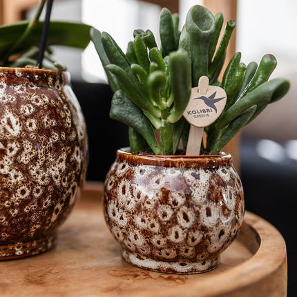 Kolibri Home | Safari pot - Ø6cm