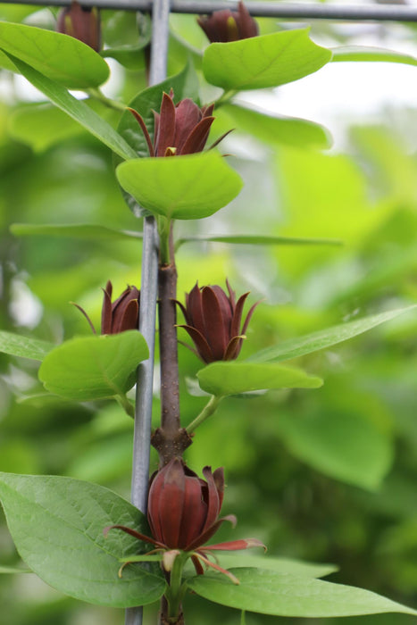 Calycanthus Floridus - ↕180cm - 1x