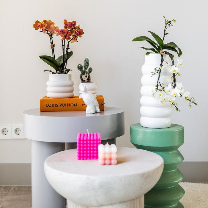 Oranje Phalaenopsis orchidee - Mineral Bolzano + Bubble pot white - Ø9cm - Bloeiende kamerplant