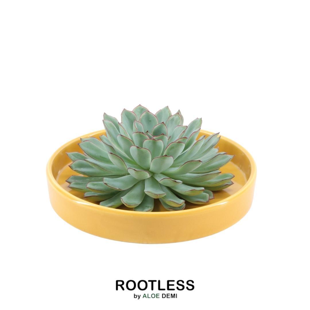 rootless succulents ROOTLESS Succulent Echeveria Pulidonis in 'yellow' bowl - ↕5cm