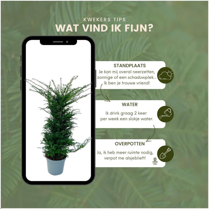 Grote taxus planten voor 10 strekkende meter haag - 12L - 20x - ↕100-125 cm