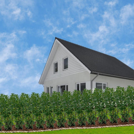 Grands plants de laurier-cerise Novita pour 10 mètres linéaires de haie - 12L - 25x - ↕100-125 cm