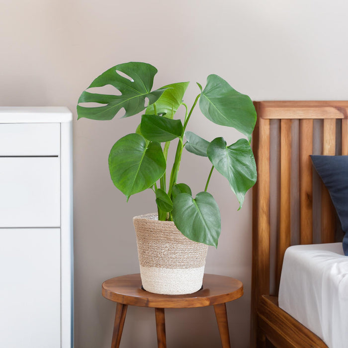 Monstera Deliciosa - Gatenplant - met Lissabon mand wit  - ↕50cm - Ø17cm
