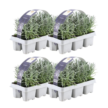 Lavender angustifolia - ↕15cm - Ø7cm - 4 x 6 pack - 24x