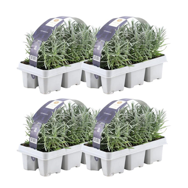 Lavanda angustifolia - ↕15cm - Ø7cm - Paquete de 4 x 6 - 24x