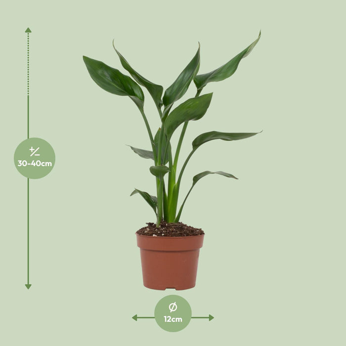 Strelitzia Reginae - ↕35cm - Ø12cm