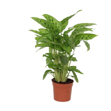 Calathea Leopardina - ↕35cm - Ø12cm