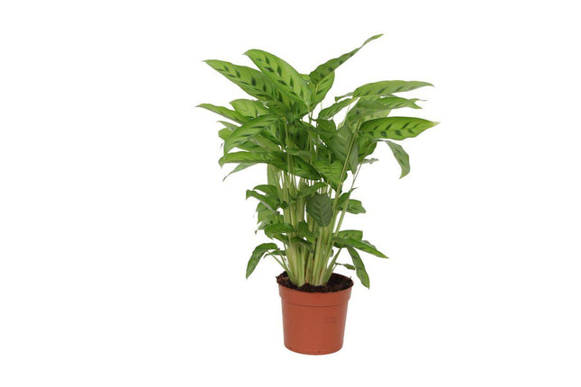 Calathea Leopardina - ↕35cm - Ø12cm