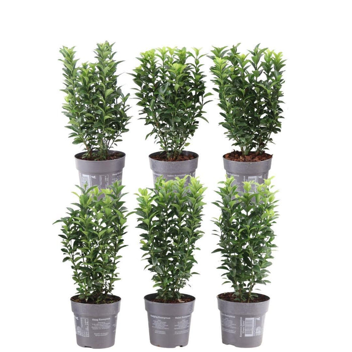Grøn spindelhæk - Euonymus japonicus 'Green Spire' - 1 meter - Sæt med 6 hækplanter