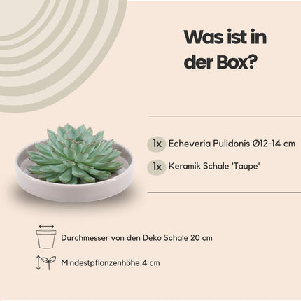 ROOTLESS Succulent Echeveria Pulidonis in 'taupe' bowl - ↕5cm - Ø20cm
