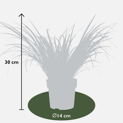 Acorus Gramineus 'Ogon' - Zwergkalmus - ↕30cm - Ø14cm - 3x