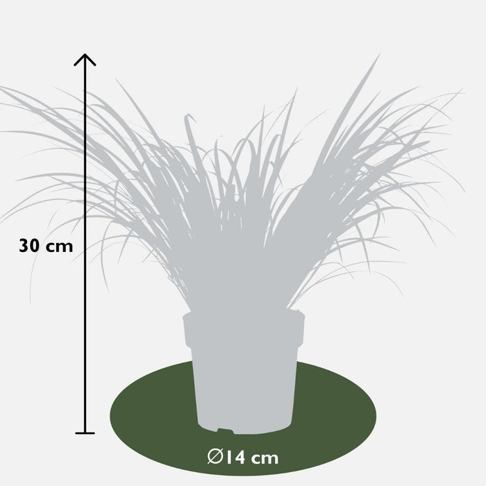 Acorus Gramineus 'Ogon' - ↕30cm - Ø14cm - 3x