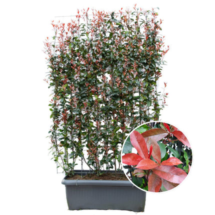 Photinia Fraseri 'Carré Rouge' - Glansmispel - Færdiglavet hæk - 120 x 120 x 180 cm