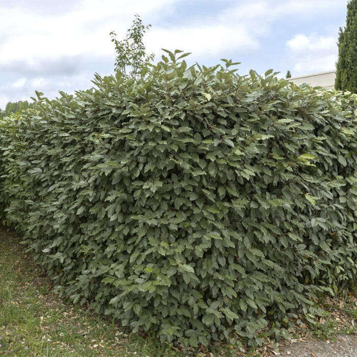 Olijfwilg planten voor 10 strekkende meter haag - ↕100-125 cm in 12 liter pot - 25x