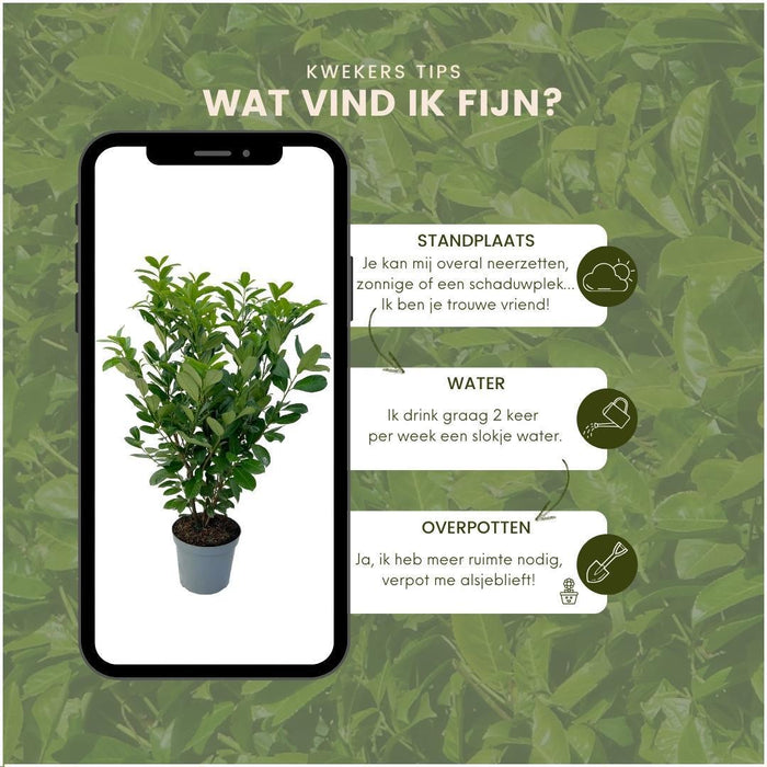 Grote Laurierkers Rotundifolia voor 10 strekkende meter haag - 12L - 25x - ↕100-125 cm