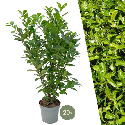 Stor Laurbærkirsebær Rotundifolia til 10 løbende meter hæk - 15L - 20x - ↕125-150 cm