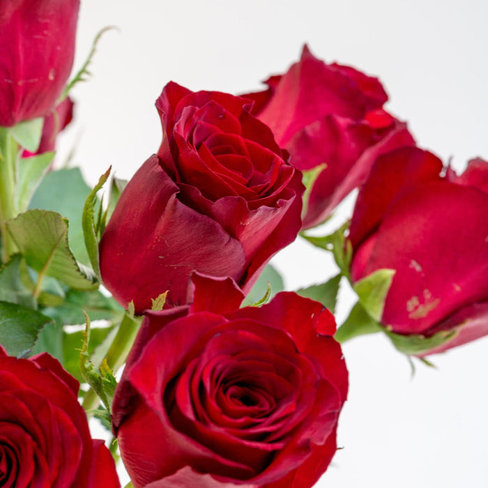 Letterbox Roses Bordeaux - ↕35cm