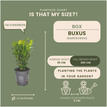 Buxus Sempervirens hæk - 1 meter - ↕20cm - Ø12cm - 6x