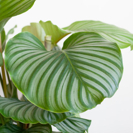 Calathea Orbifolia med Viber hvid - ↕65cm - Ø21cm