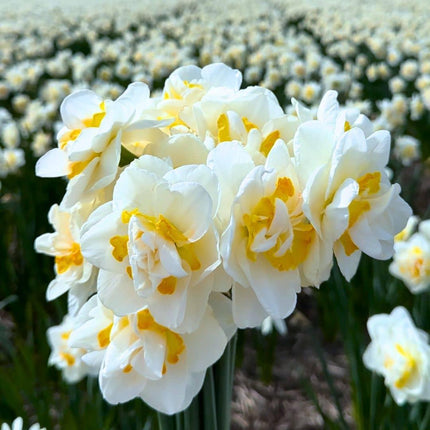 Flowerbulbs Amsterdam – Mittlere Narzissenmischung – Nachhaltige Vorteilspackung, 50 Blumenzwiebeln für 1 m² Blütenpracht – Größe 12/14