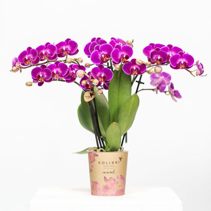 Orchidea Phalaenopsis viola - Morelia - Ø9cm - Pianta da interno fiorita