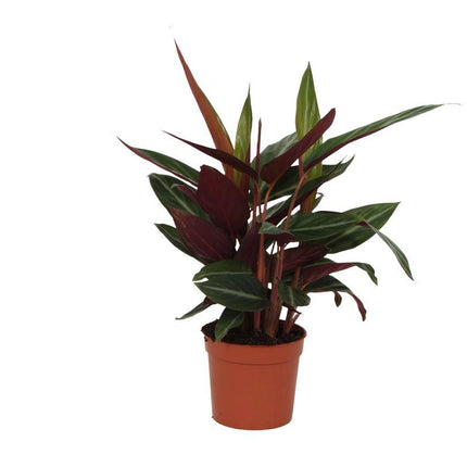 Calathea Stripestar - ↕40cm - Ø12cm