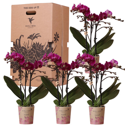 Orchids - Solid color surprise box - Plant value box - Surprise box with 4 different orchids