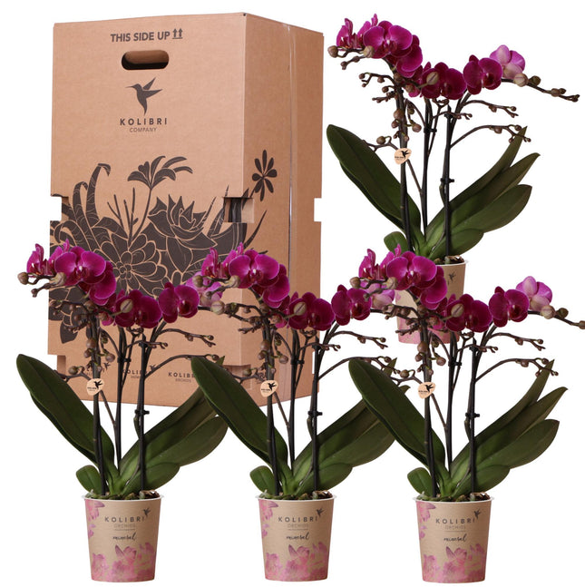 Orchidee - Scatola a sorpresa a tinta unita - Scatola con piante di valore - Scatola a sorpresa con 4 orchidee diverse