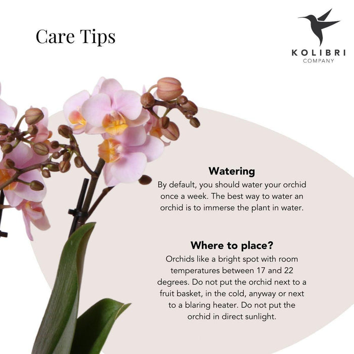 Roze Phalaenopsis orchidee – Andorra + Gold foot sierpot roze – Ø9cm – ↕35cm - Bloeiende kamerplant in bloempot