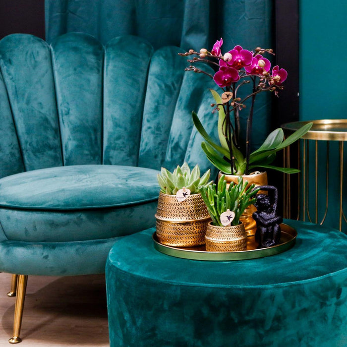 Gift set Hotel Chic| Plantenset met paarse Phalaenopsis Orchidee en Succulenten incl. keramieken sierpotten