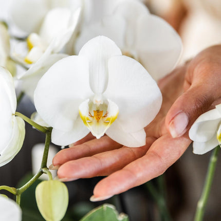 Orchidee Phalaenopsis bianche - 2 pezzi - Ø12 cm - Pianta da interno fiorita
