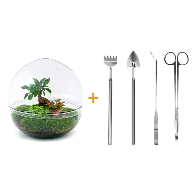 Terrario fai da te - Cupola XL - Bonsai di Ficus Ginseng - ↕30cm - Rastrello + Pala + Pinzette + Forbici