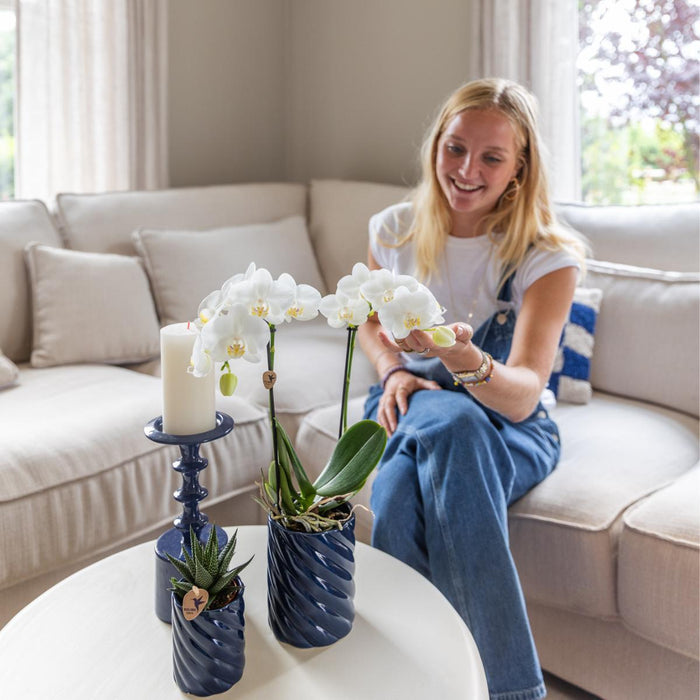 Witte orchidee Amabilis en succulent in Candy sierpotten blauw - Ø9cm & Ø6cm - Bloeiende kamerplant