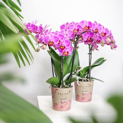 Orquídea Phalaenopsis púrpura/rosa - Mineral Vienna - Ø9cm - Planta de interior con flores