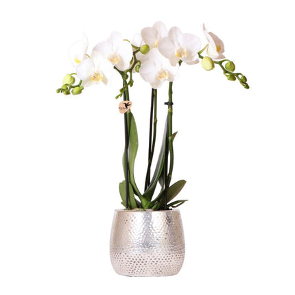 Weiße Phalaenopsis-Orchidee (Amabilis) + Elite-Topf, silber, Ø 9 cm, ↕ 35 cm – Blühende Zimmerpflanze