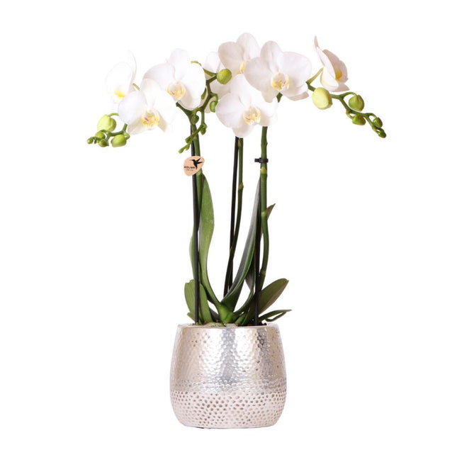 Orchidea Phalaenopsis bianca - Amabilis + vaso Elite argento - Ø9cm - ↕35cm - Pianta da interno fiorita