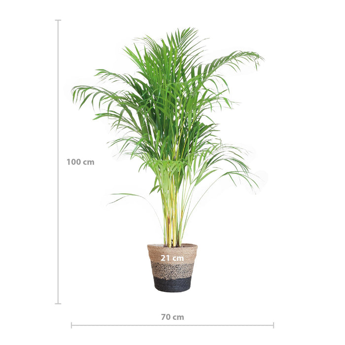 Areca Palm (Dypsis Lutescens) - Goudpalm - met Lissabon mand zwart - ↕100cm - Ø21cm