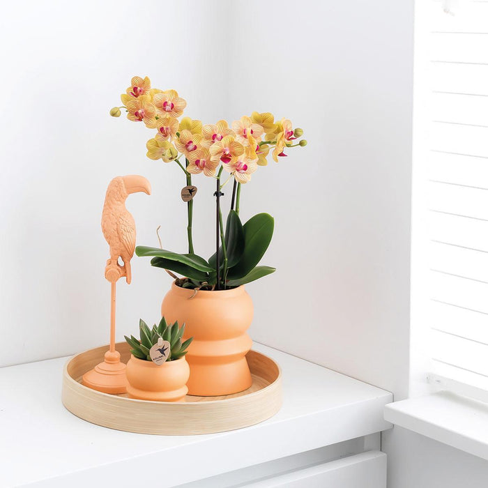 Oranje Phalaenopsis orchidee – Jamaica + Tower sierpot peach – Ø9cm – ↕40cm - Bloeiende kamerplant in bloempot