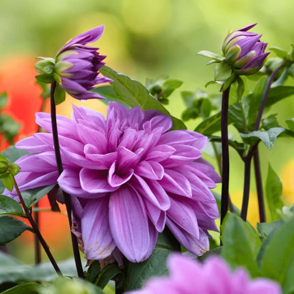 Dahlia Bollen | 24 dahlia blue bell knollen voor 4m², grote brede bloembladen