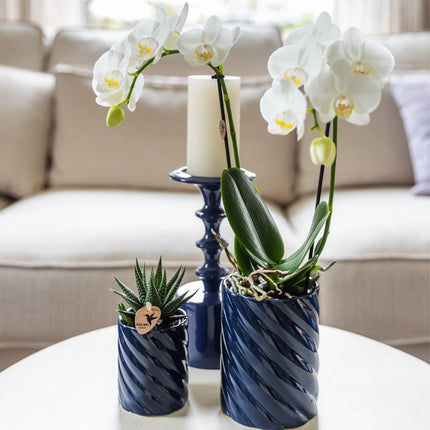 Orchidée blanche Amabilis et succulente dans des pots décoratifs bleus Candy - Ø9cm et Ø6cm - Plante d'intérieur fleurie