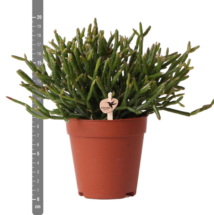 Rhipsalis Burchellii - Vetplant - Groene kamerplant - Ø9cm - Kolibri Greens