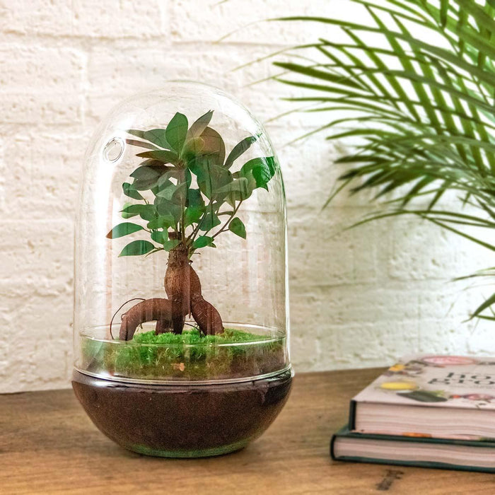 DIY terrarium - Egg XL Bonsai - ↕30cm