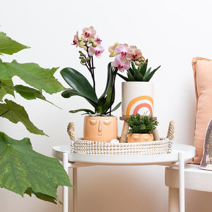 Plant set - Aloe Brevifolia in Rainbow peach decorative pot - Succulent plant - Ø9cm - Kolibri Greens