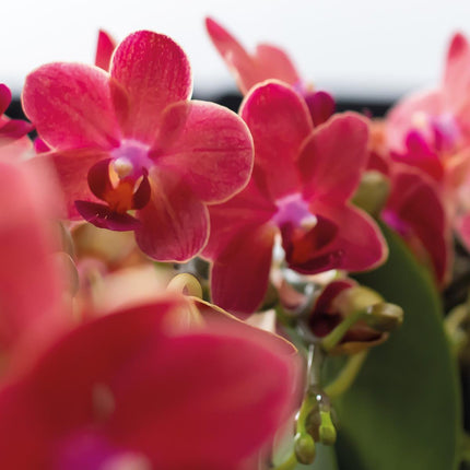 Røde Phalaenopsis orkideer - Congo - 2x - Ø9cm - Blomstrende stueplante