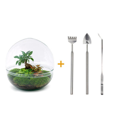 DIY terrarium - Dome XL - Ficus Ginseng Bonsai - ↕30cm - Rake + Shovel + Tweezer