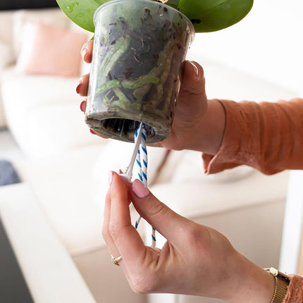 Kolibri Home | Knoty do podlewania WaterWick (3 sztuki)