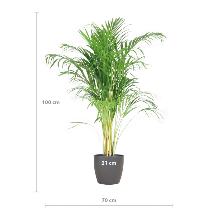 Areca Palm (Dypsis Lutescens) - Goudpalm - met Viber Grijs - ↕100cm - Ø21cm