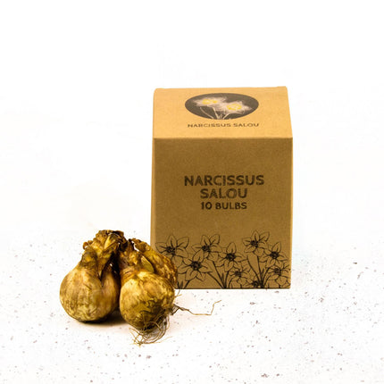 Flowerbulbs Amsterdam - Salou - 10 flower bulbs - Size 12/14